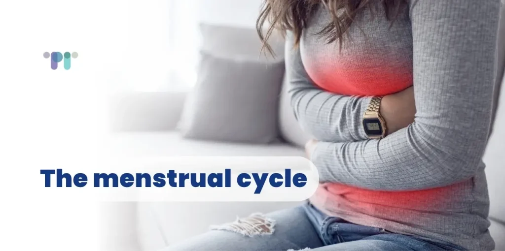 Menstrual Cycle